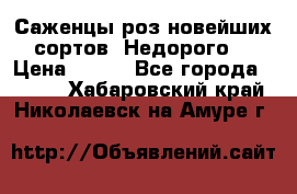 Саженцы роз новейших сортов. Недорого. › Цена ­ 350 - Все города  »    . Хабаровский край,Николаевск-на-Амуре г.